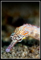   pipefish  